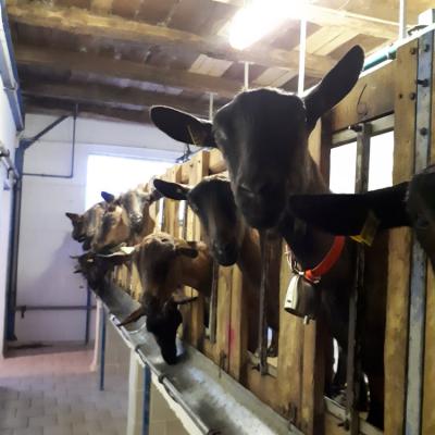 32 Traite Des Chvres De La Ferme Des Abarines