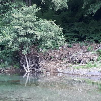 36 Hutte De Castor Au Bord Du Gardon De Mialet